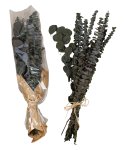 Dried flower arrangement eucalyptus with