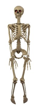 Hängendes Skelett h=ca.90cm b=20cm mit