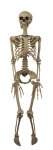 Hanging skeleton h=ca.90cm b=37cm with