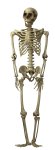 Hängendes Skelett ca. h=160cm, b=37cm