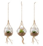 Glass for hanging with artificial cactus