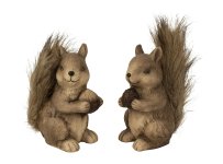 Eichhörnchen mit flauschigen Schwanz &
