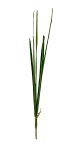 Bundle of 7 long grass leaves total