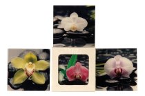 Glasbild 'Orchidee & Steine' 20x20cm