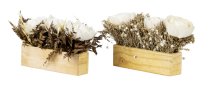 Dried flower arrangement in pot h=13cm