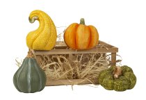 Decoration pumpkins 10,5cm in wooden box