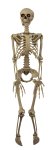 Hanging skeleton h=ca.90cm b=37cm with