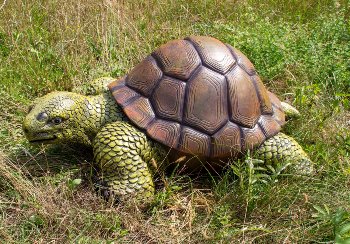 Turtle (XL) h=35cm l=85cm