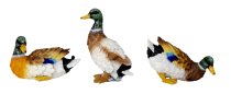 Enten in verschienenen Posen