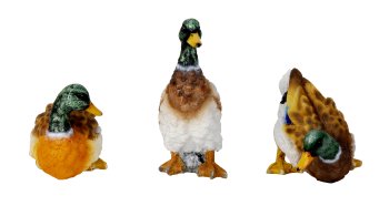 Enten in verschienenen Posen