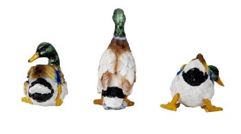 Enten in verschienenen Posen