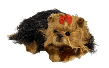 Lying dog with moving head in basket