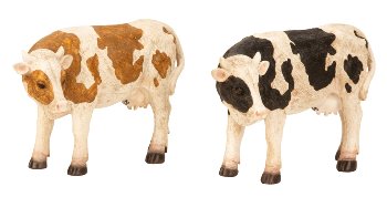 Cow brown/white & black/white standing