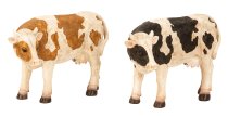 Cow brown/white & black/white standing