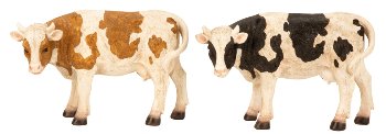 Cow brown/white & black/white standing