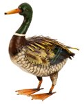 Metal duck standing h=35cm w=37cm