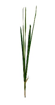 Bundle of 7 long grass leaves total