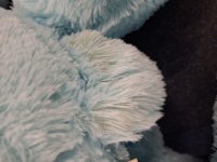 B-quality! Bear light blue sitting