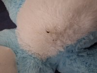 B-quality! Bear light blue sitting