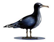 Metal seagull blue/black h=20cm w=24cm